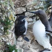 A guillemot and chick at RSPB Bempton. Photo: Sam Turley