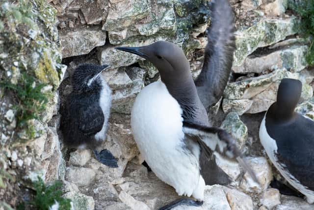 A guillemot and chick at RSPB Bempton. Photo: Sam Turley