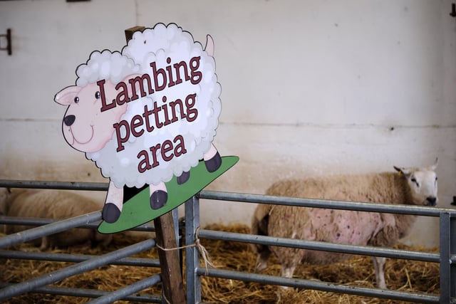Humble Bee Farm prepare for their Lambing Experience.