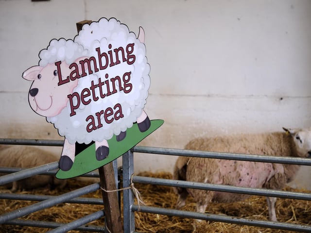Humble Bee Farm prepare for their Lambing Experience.