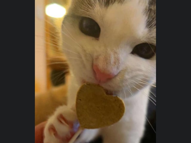 A cute kitty having a Valentine's Day themed snack!