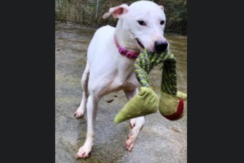 Casper is a three-year-old Lurcher. He is sociable with people, but cannot be rehomed with other dogs, cats or small animals and children. Call Bob on 01947 810787 to enquire.