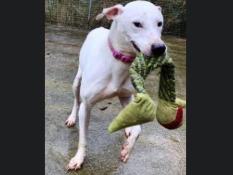 Casper is a three-year-old Lurcher. He is sociable with people, but cannot be rehomed with other dogs, cats or small animals and children. Call Bob on 01947 810787 to enquire.