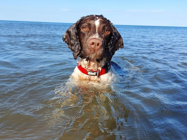 Trooper at Cayton Bay, submitted by Angie Holpin.