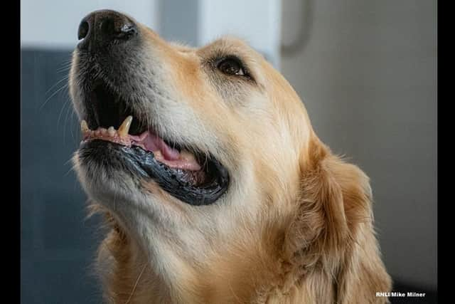 Amos the Golden Retriever, relieved to be back on dry land. Photo: RNLI/Mike Milner