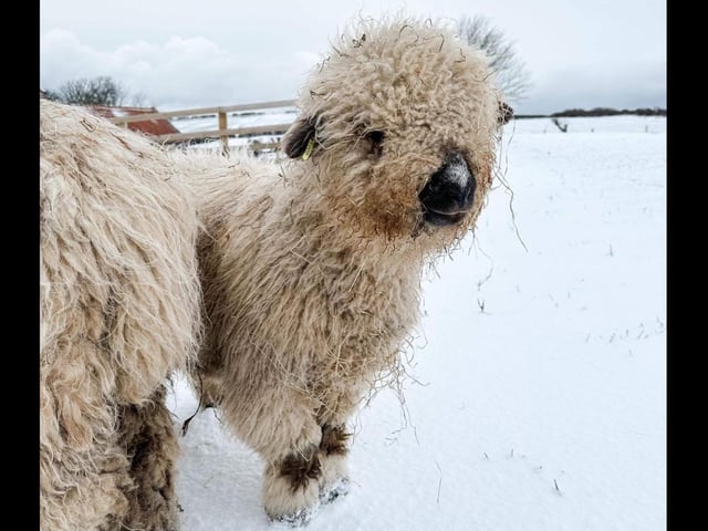 Not everybody needs a snow plough!