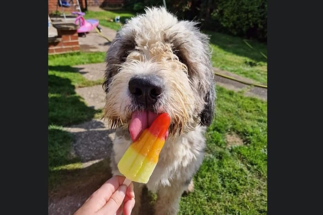 This gorgeous dog is having a tasty ice lollie in the sun!