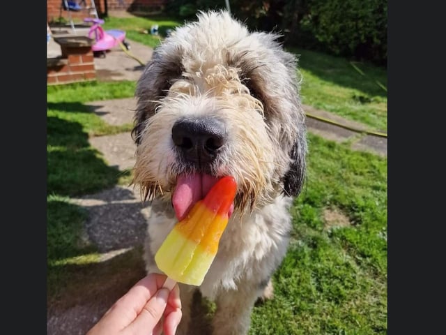 This gorgeous dog is having a tasty ice lollie in the sun!