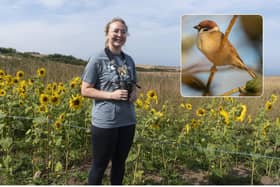Poppy Rummery at Bempton's sunflower patch and (inset) a tree sparrow. Photos: Kay Hyde and Ben Andrews