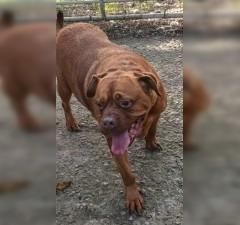 Hooch is an eight-year-old Dogue De Bordeaux who is looking for his retirement home. Whitby Dog Rescue say he is a great dog and hopefully someone will give him a chance. For further information, call Bob on 01947 810787.
