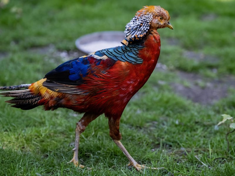This colourful bird stands out from the crowd.