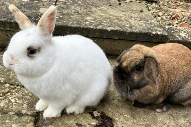 these beautiful bunnies are called Boop and Binky.