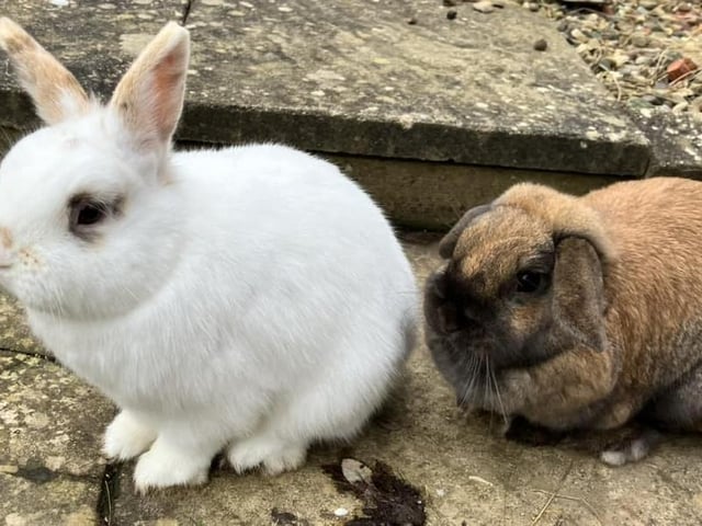 these beautiful bunnies are called Boop and Binky.