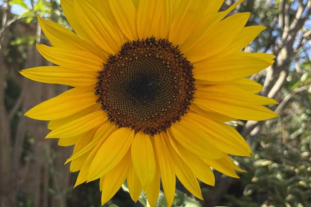 The first sunflower of the year grown in Carol Cull's garden.