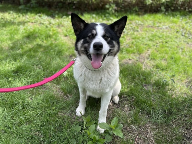 Cooper is a 22-month-old Akita-Husky cross, a shy boy when meeting new people so will need a nice patient adopter who will bring out the best in him. Once he has settled and built a bond with you, he is the sweetest, most loving and playful boy you could want. Cooper is a very loyal dog.