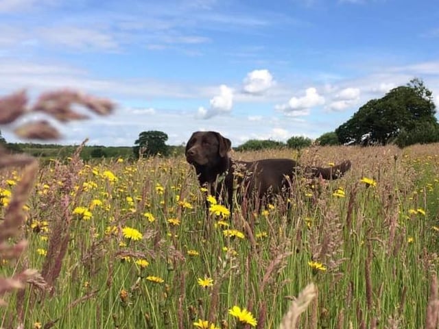 Dog frolicking in the summer flowers!