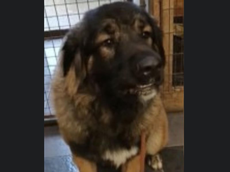 Bear is a one-year-old Caucasian Shepherd who needs a new home. Highly regarded in their native Russia/ Georgia as excellent flock guarding dogs. Bear needs a home with people who are experienced with large breed shepherd dogs. For more information, call Bob on 01947 810878.