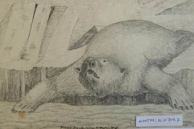 Polar Bear taking the Water, an original sketch by William Scoresby. 
All images by permission of Whitby Literary and Philosophical Society.