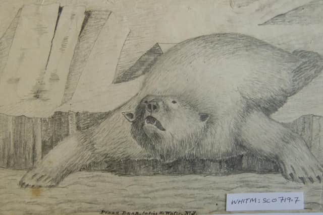 Polar Bear taking the Water, an original sketch by William Scoresby.
All images by permission of Whitby Literary and Philosophical Society.
