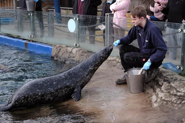 SEA LIFE Scarborough and Hunstanton have rescued and rehabilitated 636 seals over the past 10 years, with staff estimating 500 hours on average has been spent caring for each individual seal at the Seal Sanctuary. Photo courtesy of Richard Ponter.