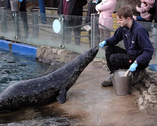 SEA LIFE Scarborough and Hunstanton have rescued and rehabilitated 636 seals over the past 10 years, with staff estimating 500 hours on average has been spent caring for each individual seal at the Seal Sanctuary. Photo courtesy of Richard Ponter.