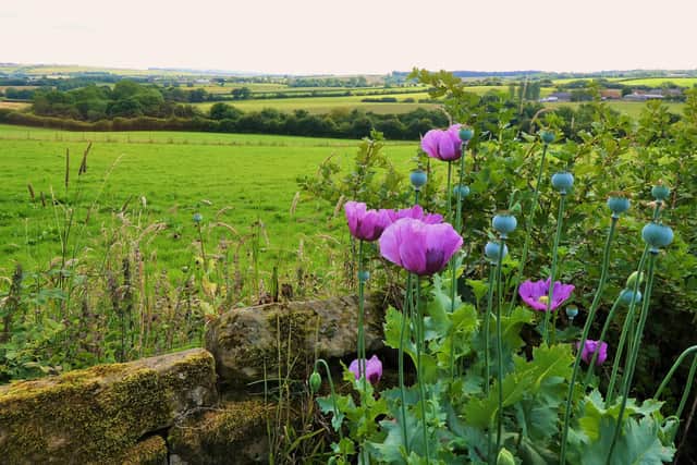 Looking east from Boosbeck.