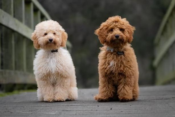 Barney Rubble and Buster Moon, sent in by Kathryn Burnell.