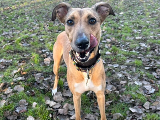 Macey is a two-year-old Lurcher, an active and playful girl who loves to be out and about and investigating new things. Macey is a lovely natured dog who just wants that chance to snuggle on the sofa with a family who will love her as much as she loves them.