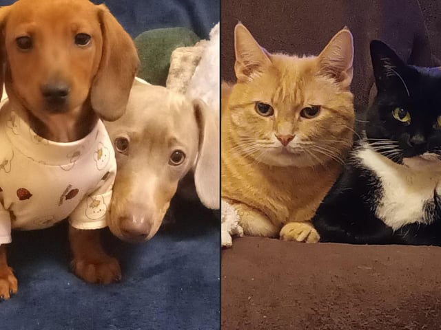 Both of these delightful duos were submitted by the same reader!