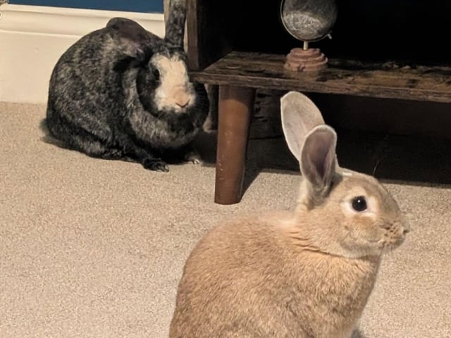 An adorable pair of bunnies!