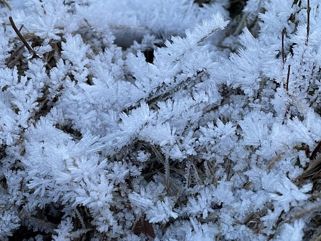 Frost on Ugthorpe moor, near Whitby.
picture: Mike Martyn-Johns.