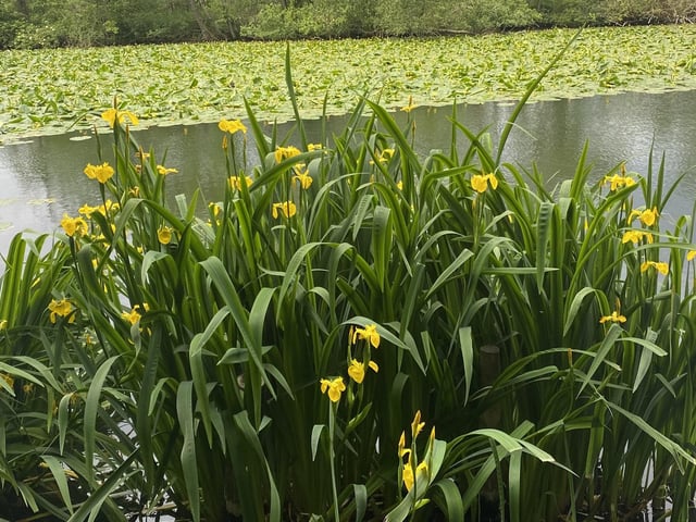 Iris and water lilies in bloom at Scarborough Mere, by Barbara Bussey.