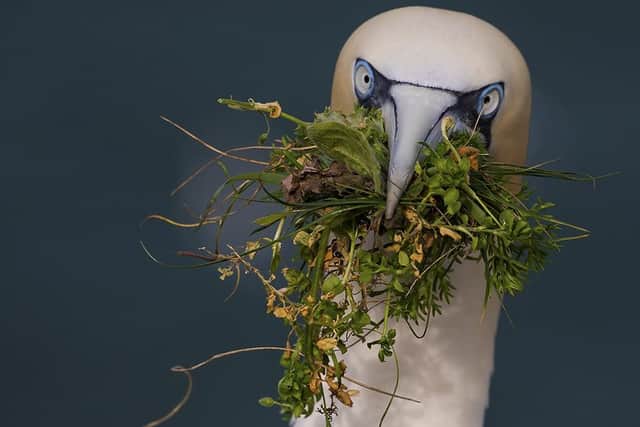 Stunning wildlife hotspot RSPB at Bempton Cliffs to host exclusive photography workshop. Credit: Steve Race