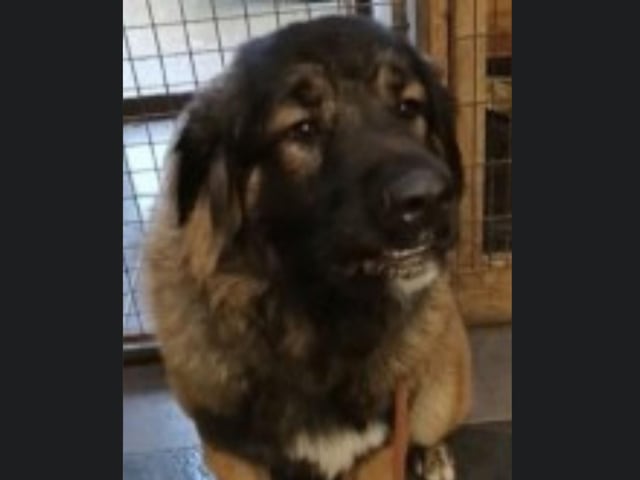Bear is a one-year-old Caucasian Shepherd who needs a new home. Highly regarded in their native Russia/ Georgia as excellent flock guarding dogs. Bear needs a home with people who are experienced with large breed shepherd dogs. For more information, call Bob on 01947 810878.