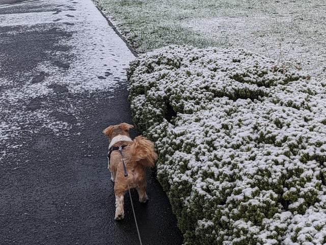 This cute dog was enjoying their morning walk.