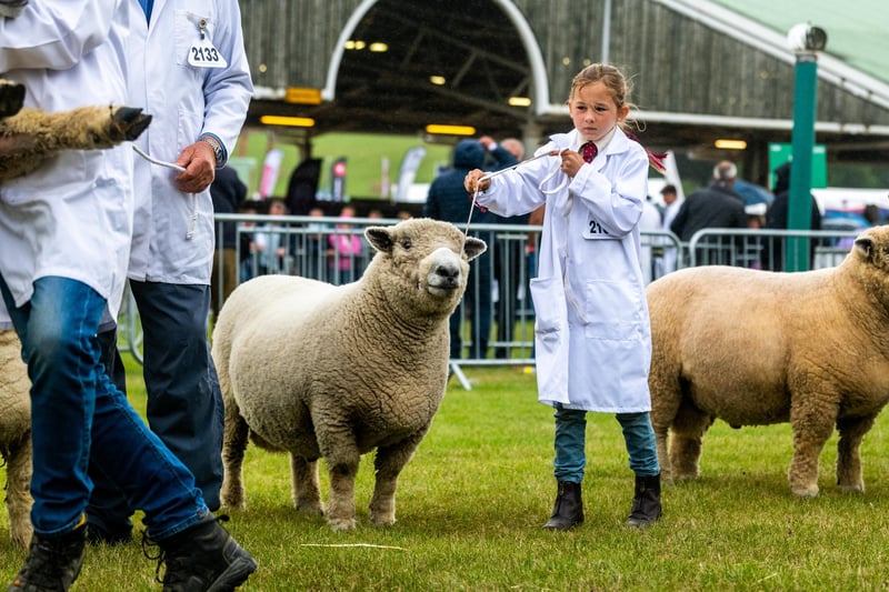 Pippa Welford (aged eight) with her Ryeland sheep on the second day of competition at the show