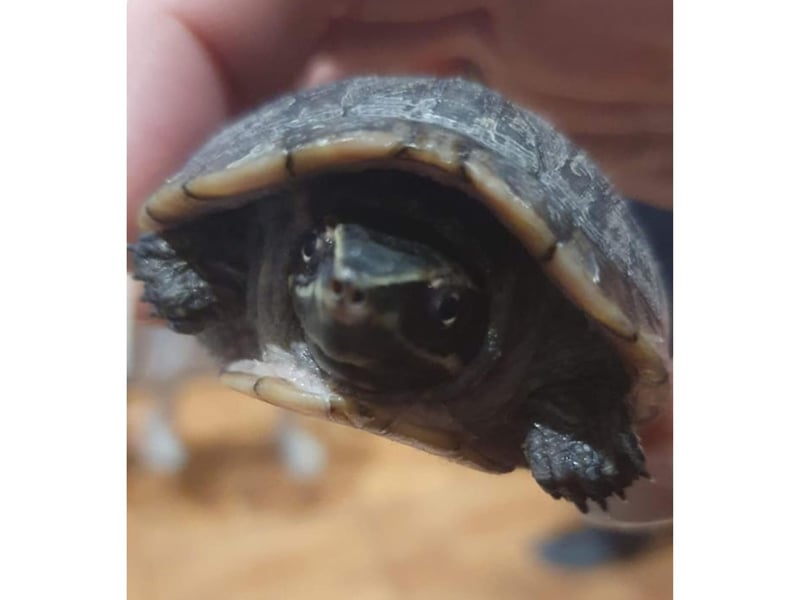 Aptly named Tiny the turtle was submitted by Bridlington reader Sarah Tams.