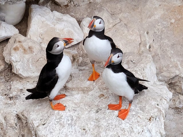 Puffins gathering on the cliff face.