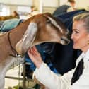 Helen Skelton with the goats