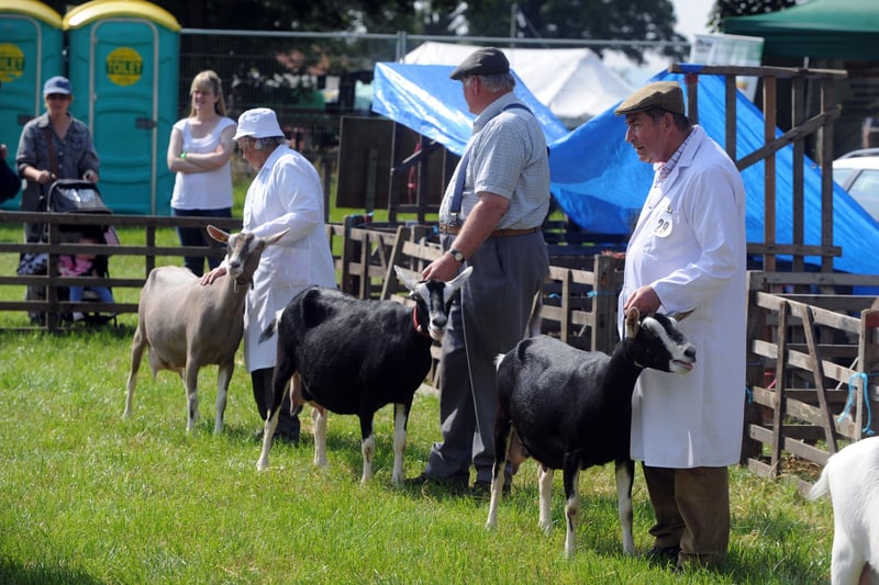 Thornton Le Dale Show in 2011; goats on parade as they are judged.