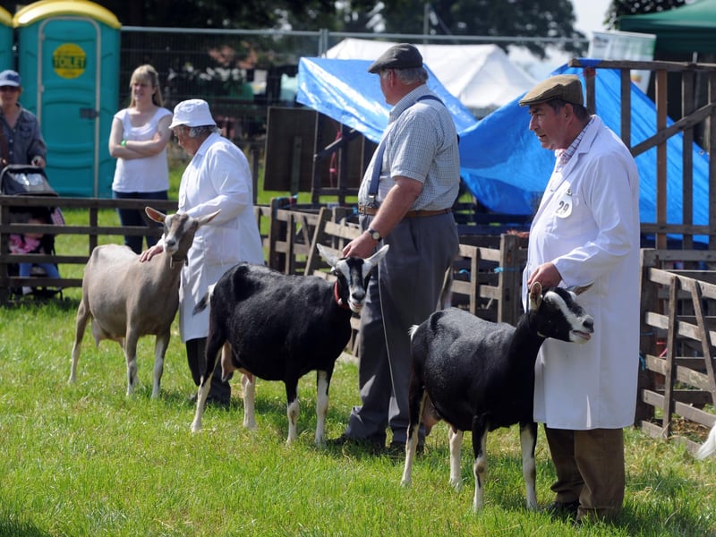 Thornton Le Dale Show in 2011; goats on parade as they are judged.