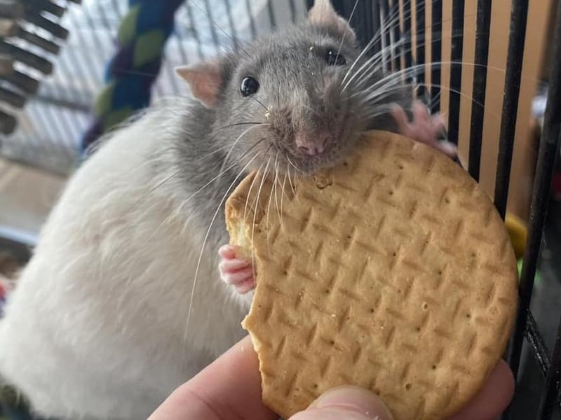 Cupid having a tasty snack in Scarborough.
