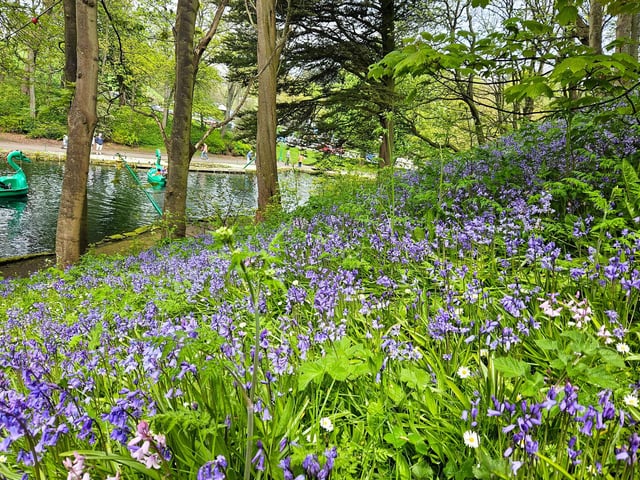 Scarborough's Peasholm Park in bloom, by Jenna Jackson.