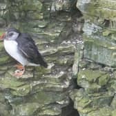 The first puffins have landed on the coast possibly as the breeding season draws near.