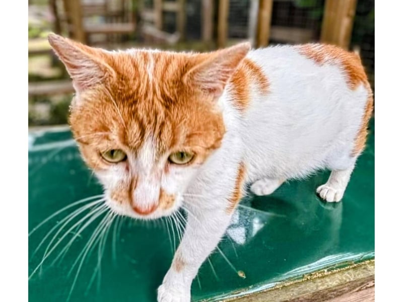 Soooo deserves a home where he is loved and valued following a tragedy where he lost his tail.