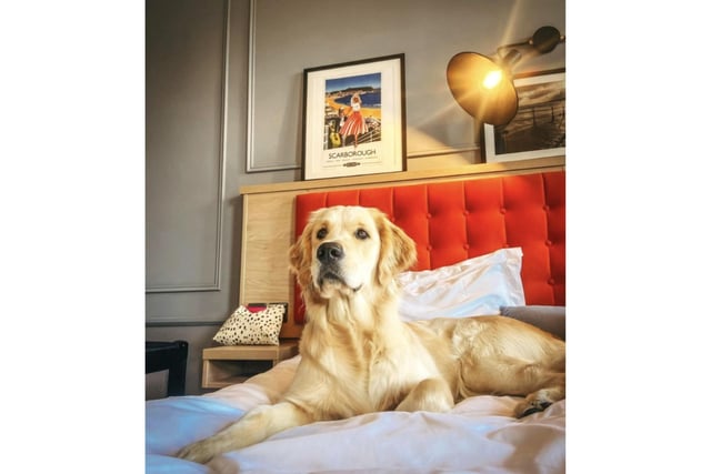 This fabulous four-legged friend is looking cosy during their seaside stay.