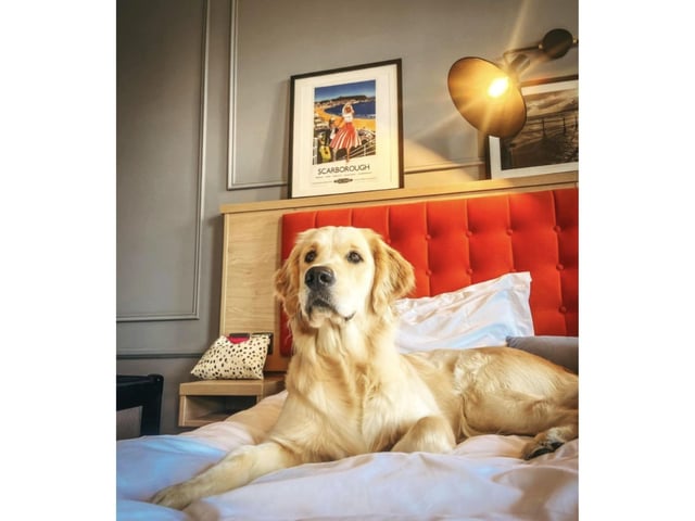 This fabulous four-legged friend is looking cosy during their seaside stay.