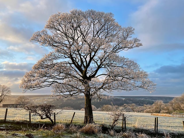 Hard frost in Goathland following snow, by Michael Trimble.