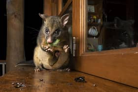 The brand new exhibition will run from Saturday, May 4 until Sunday, July 14. Photo courtesy of Caitlin Henderson/Wildlife Photographer of the Year