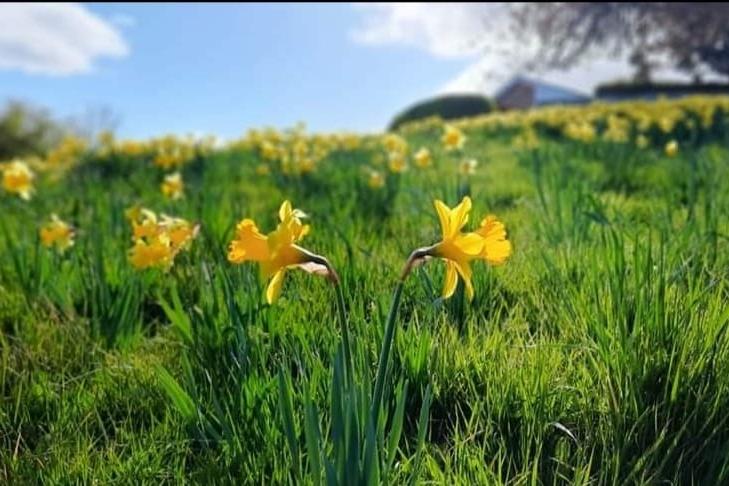 Scarborough Daffodils in the sun.